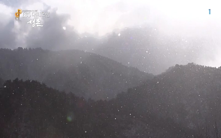 EBS 다큐프라임_ 220628.avi_20220629_210214.790.jpg