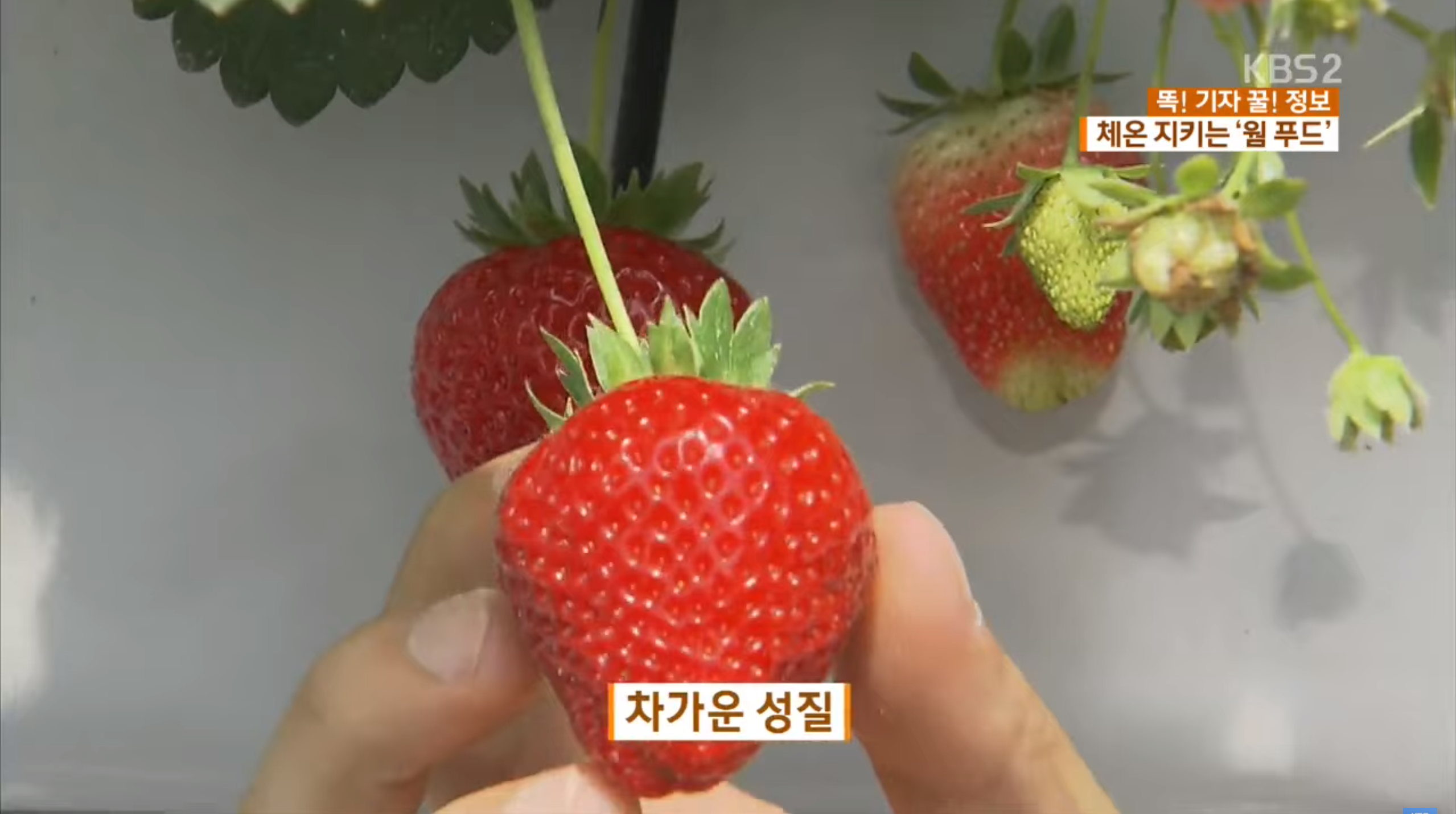 차가운 성질의 음식 딸기