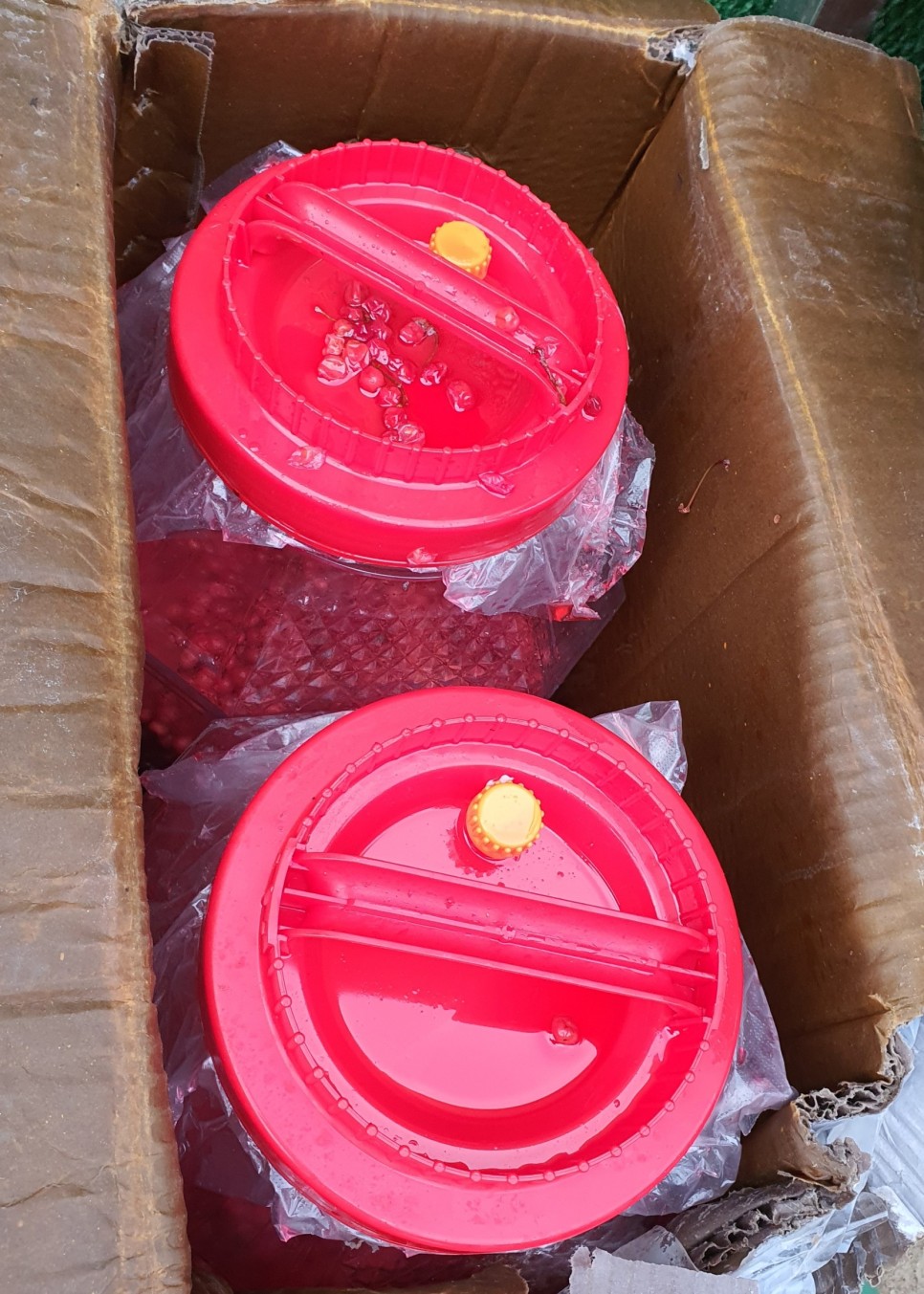 오미자의 오미자(五味子)가 남긴 2021년 11