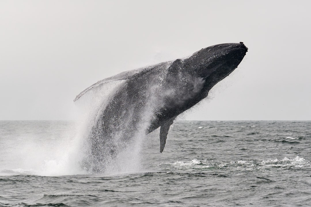 Whale