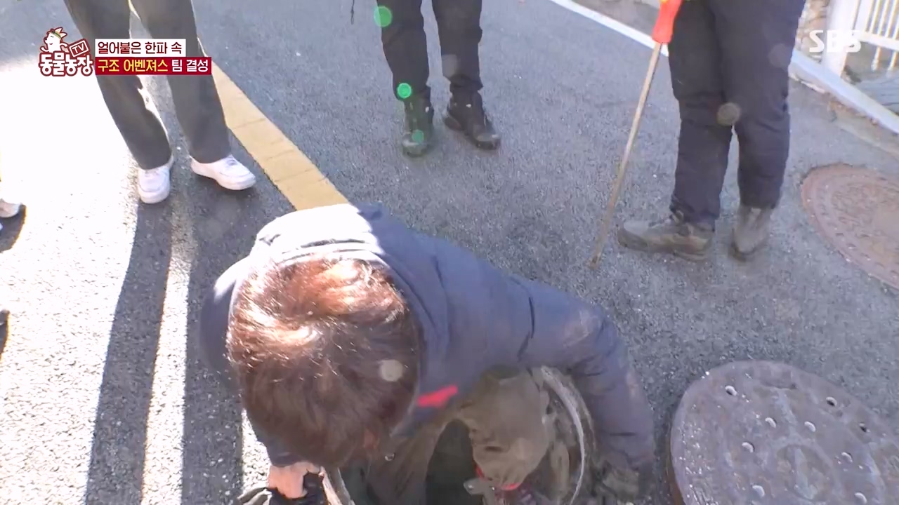 TV 동물농장.E1156.240129p-NEXT.mp4_20240128_191744.521.jpg