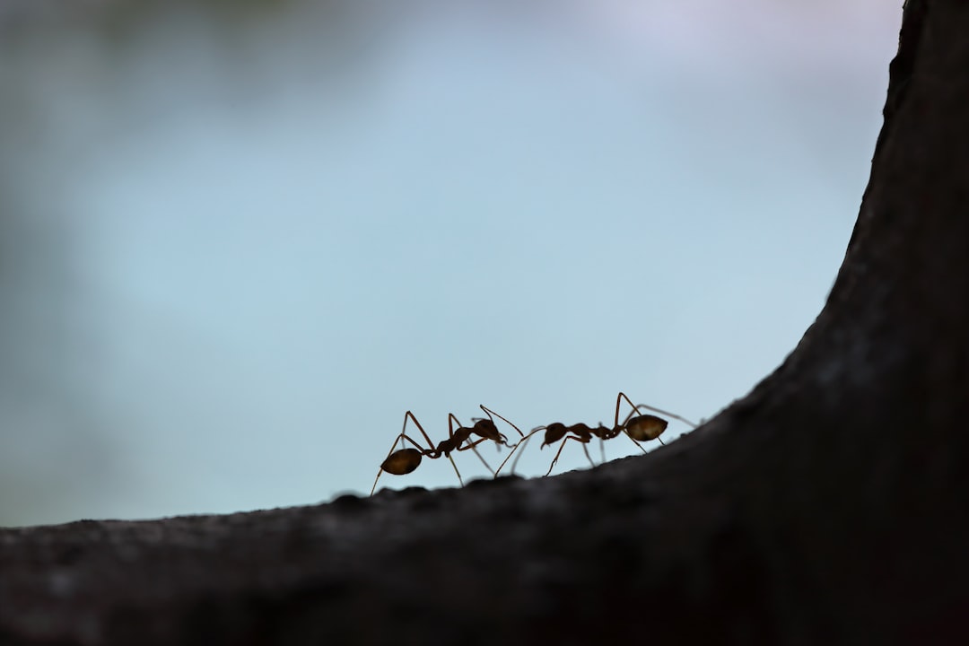 Ants