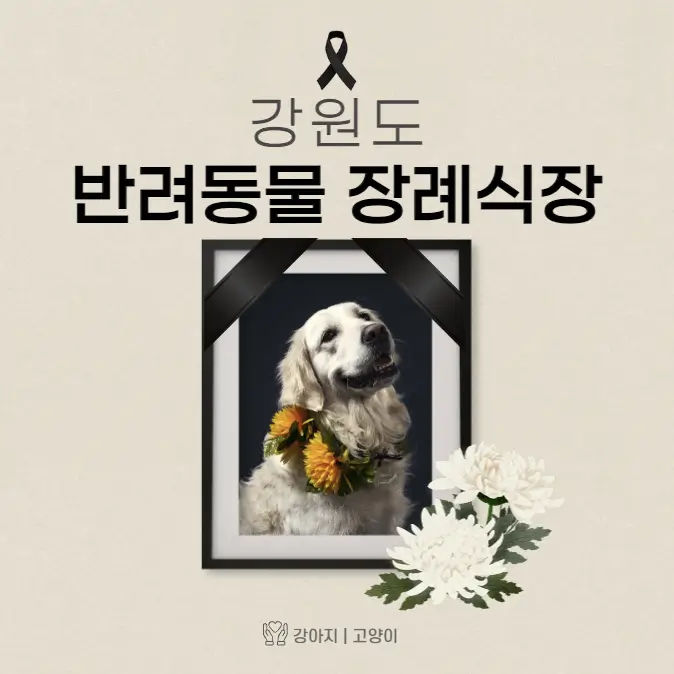  강원도 반려동물 장례식장 고양이 강아지 장례 화장 업체 3곳
