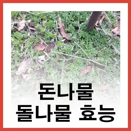 돌나무-돈나물-효능