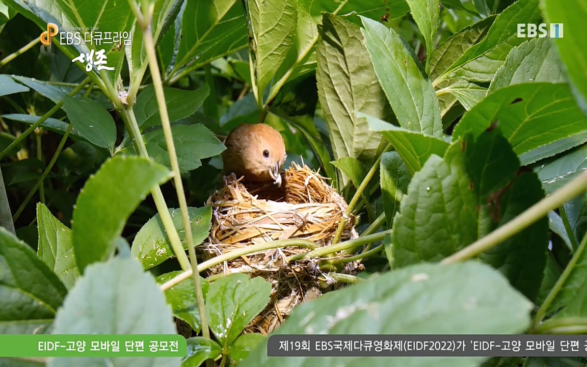 생존 3부_ EBS 다큐프라임_ 220629.avi_20220701_204403.687.jpg