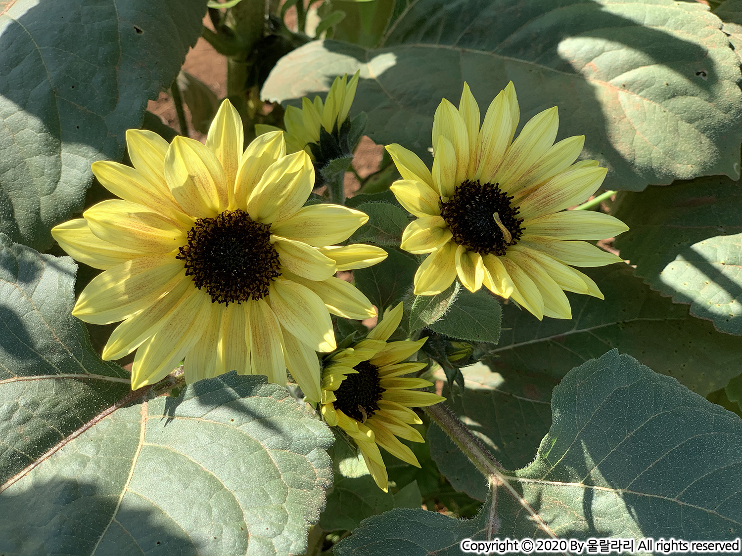 캘리포니아 해바라기 구경하기 좋은 곳 the best sunflower fields in southern california