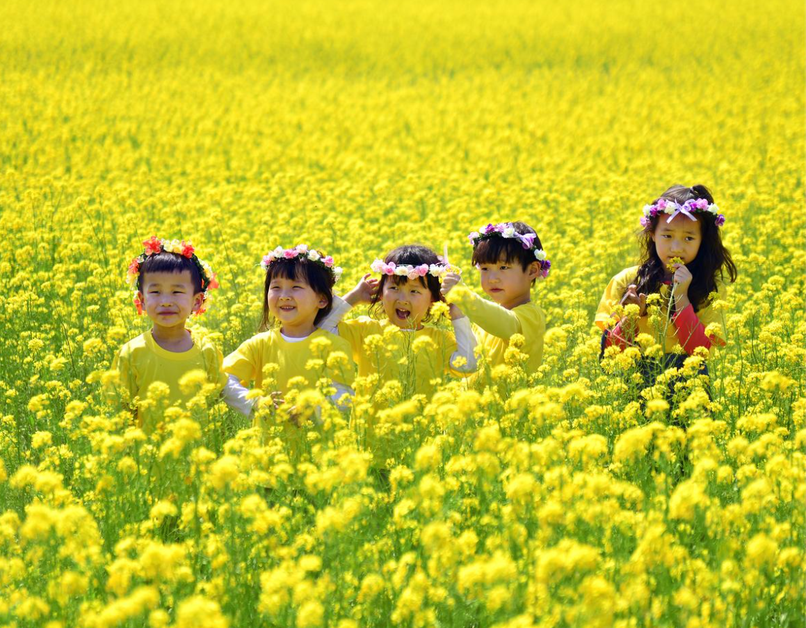 삼척 맹방유채꽃 축제 사진