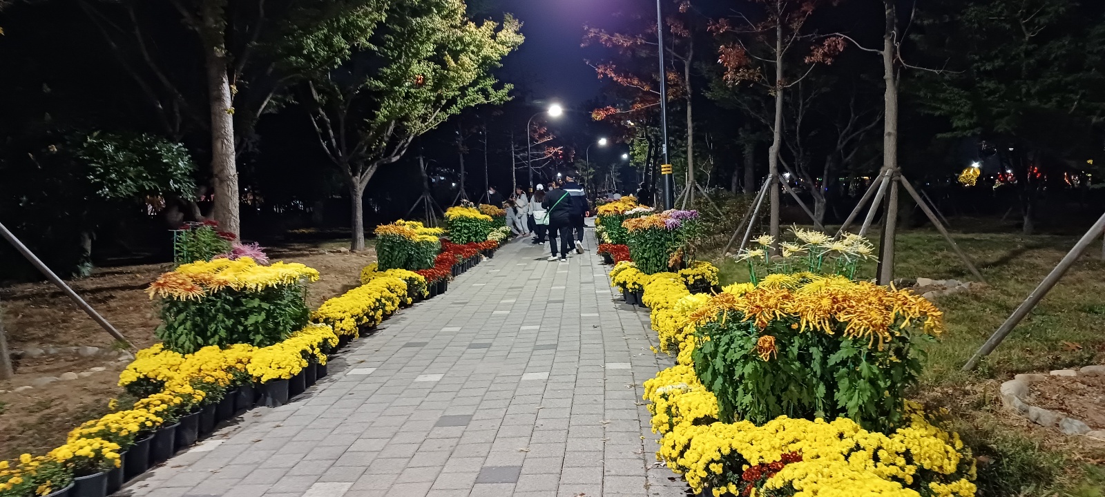 마산국화축제 꽃길