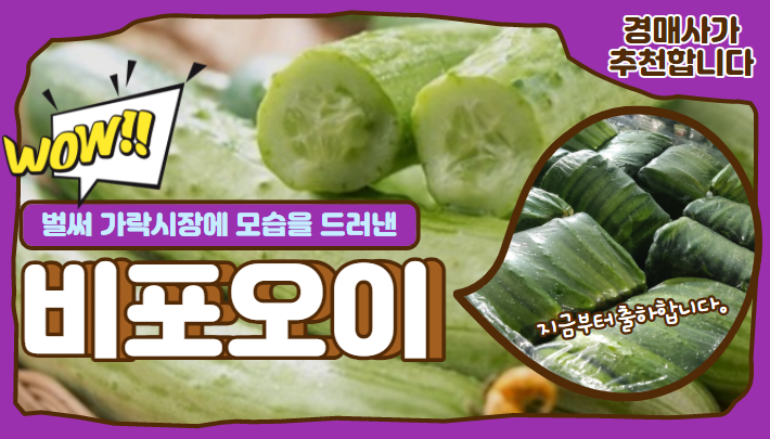  벌써 비포오이가 가락시장에 나오다니!!!