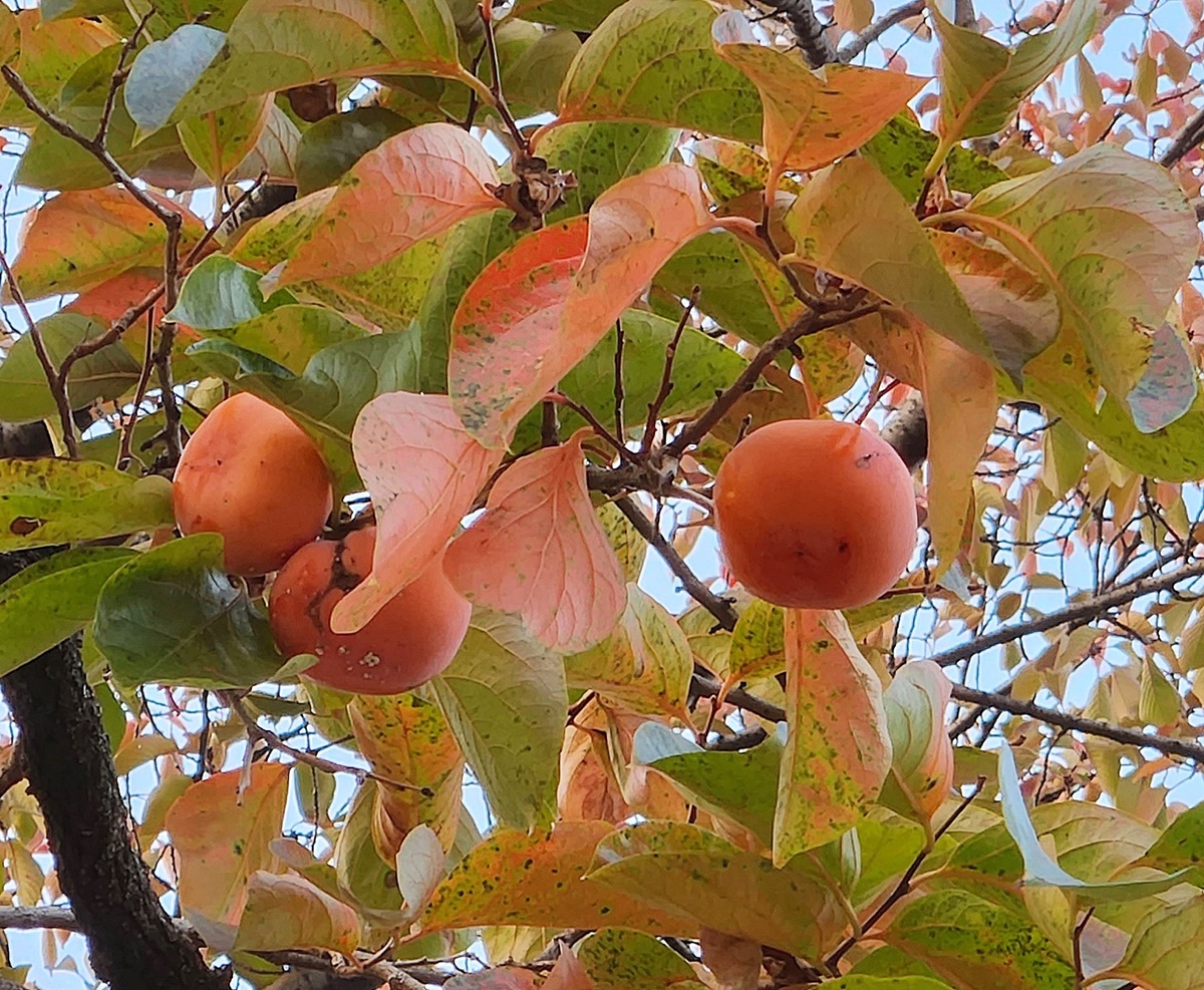 감나무