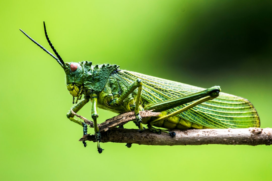 Insect.