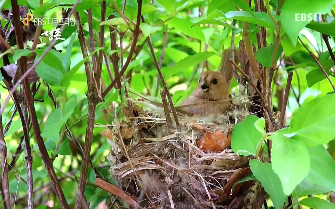 생존 3부_ EBS 다큐프라임_ 220629.avi_20220701_203522.413.jpg