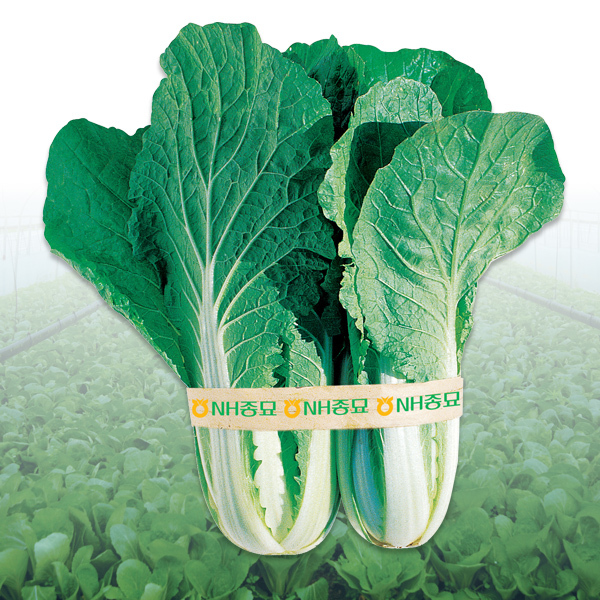 얼갈이 배추 파종시기 재배법 3