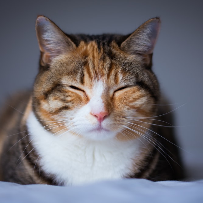 고양이 꿈해몽 태몽 34가지