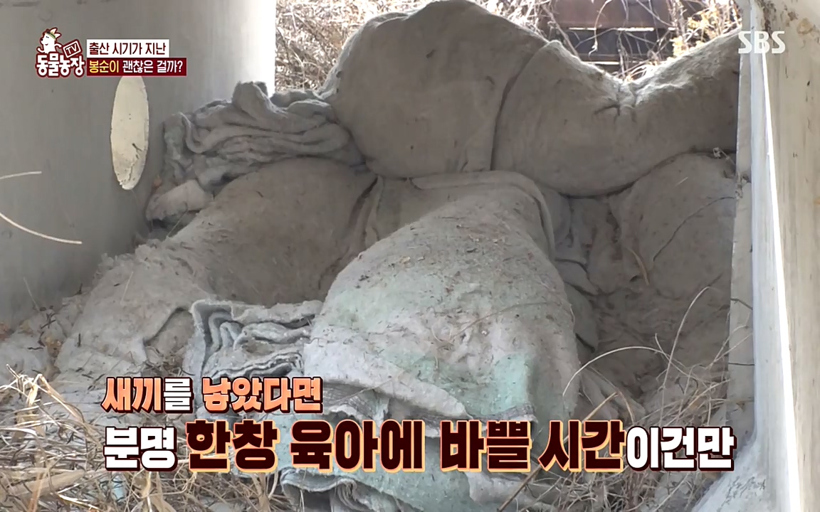 TV 동물농장.E1070.220523p-NEXT.mp4_20220522_182036.026.jpg