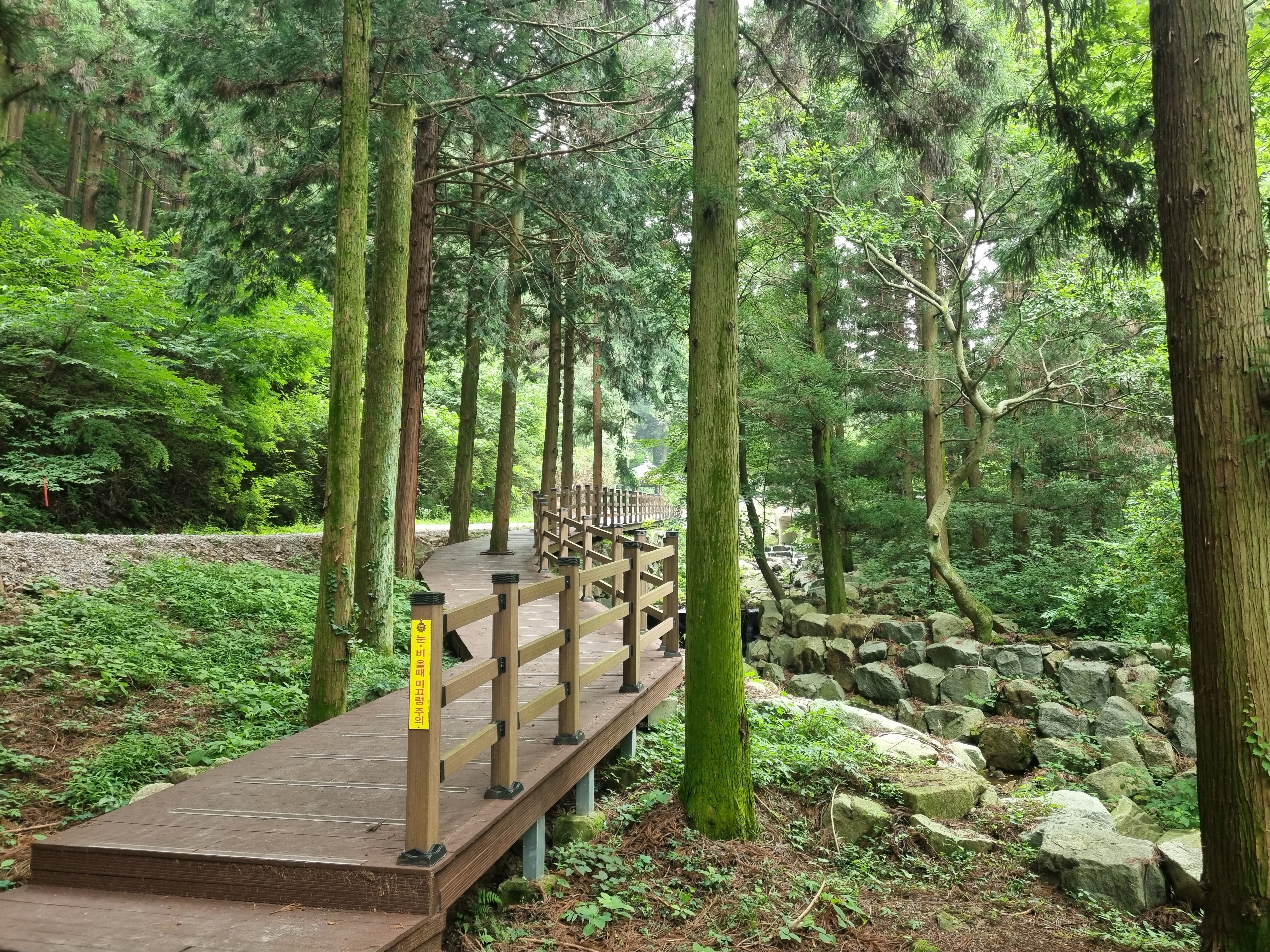 축령산_편백숲