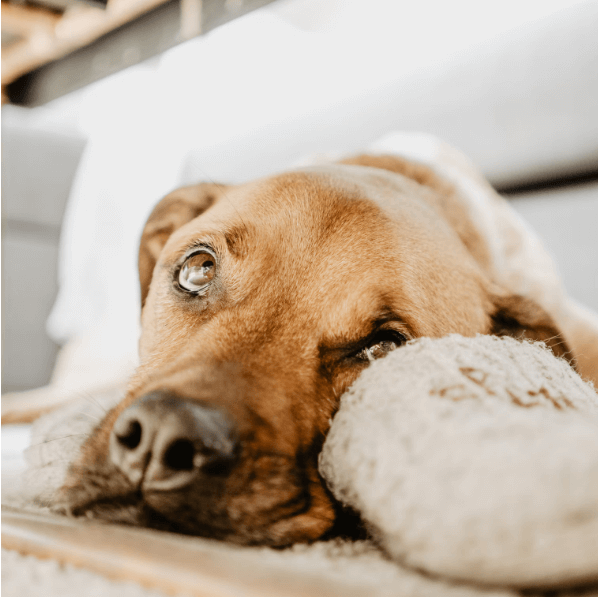 강아지 눈병 결막염 증상과 치료비용