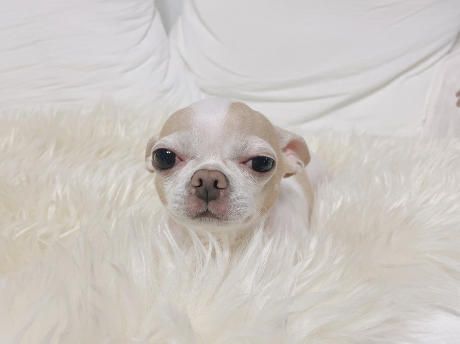 단모 성격 털빠짐 주의점 14