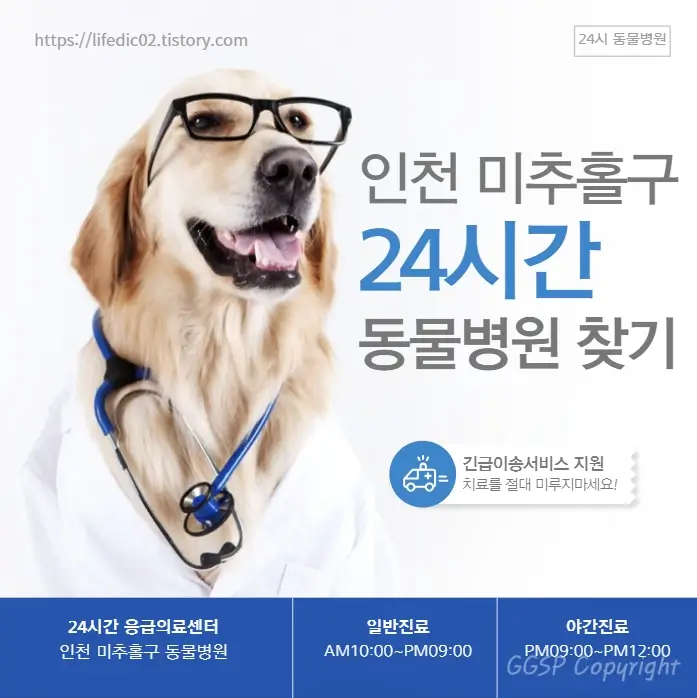  인천 미추홀구 24시간 동물병원 근처 야간 일요일 고양이 병원 24곳