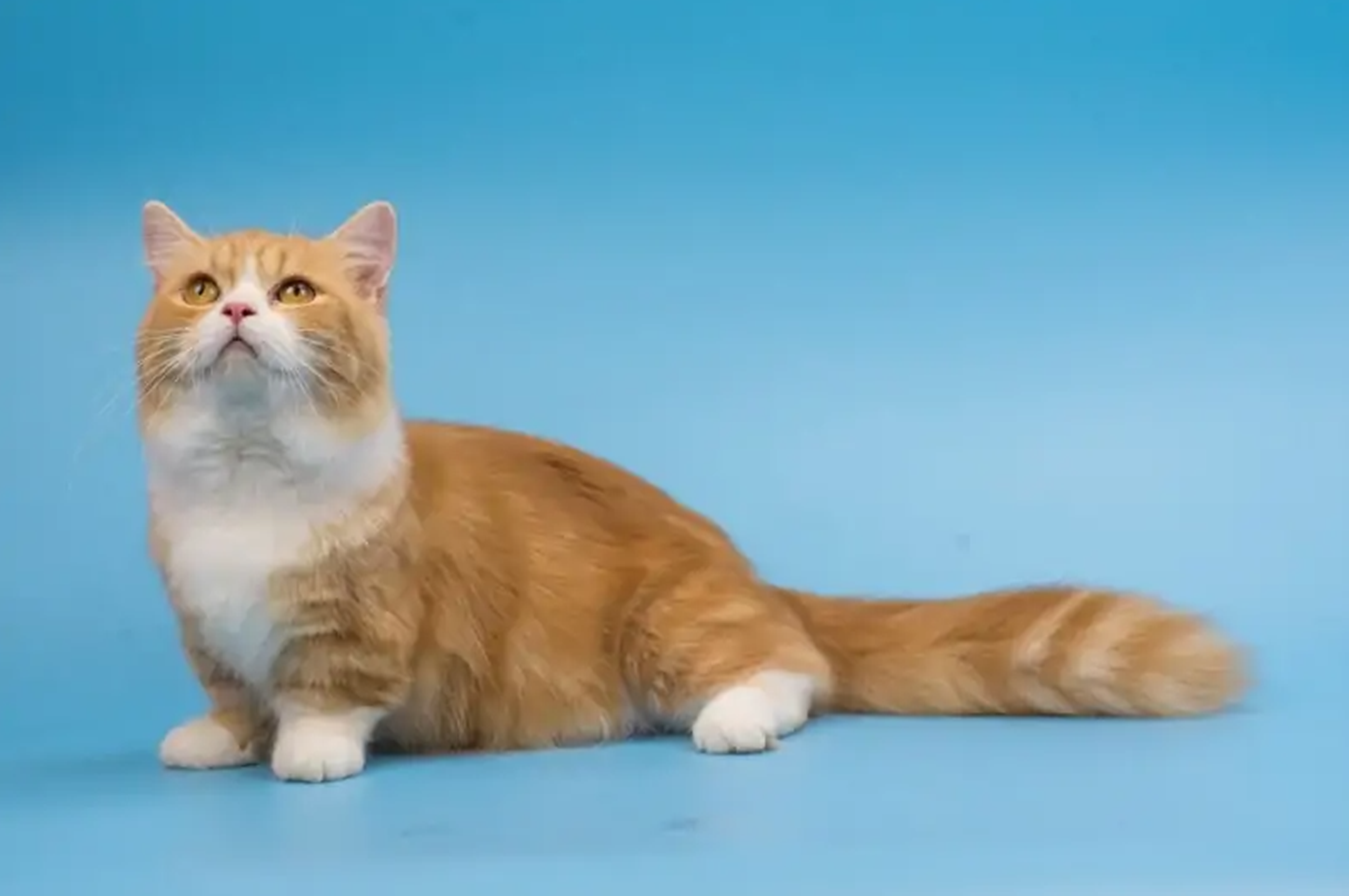  먼치킨 고양이 성묘 사진 모음