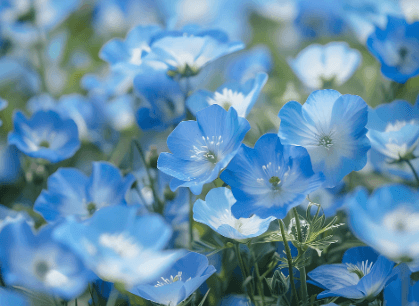 네모필라 꽃