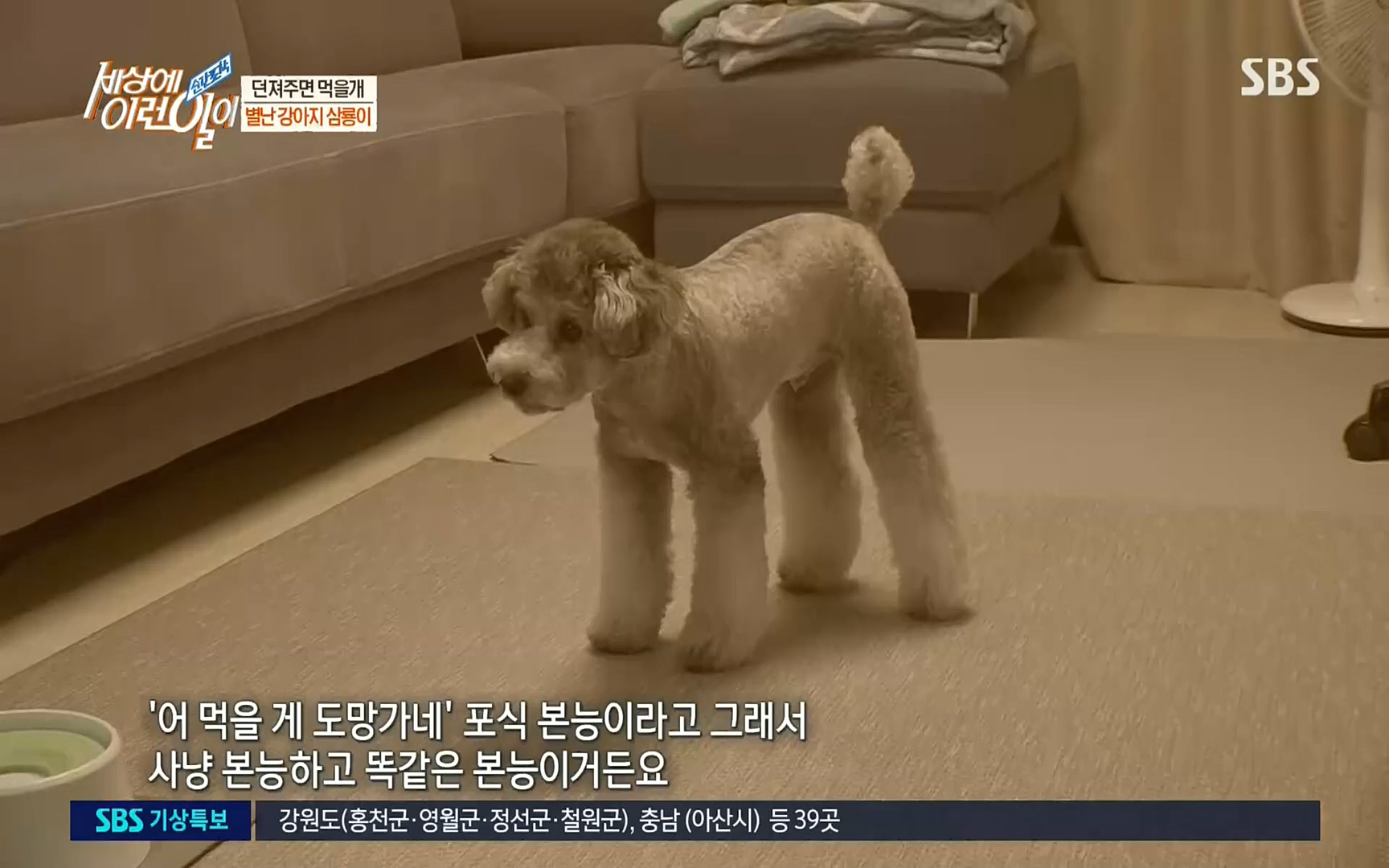 순간포착 세상에 이런일이.E1192.220809p.H264-F1RST.mp4_20220810_203614.957.jpg