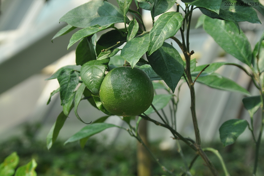 페르시아 라임 6