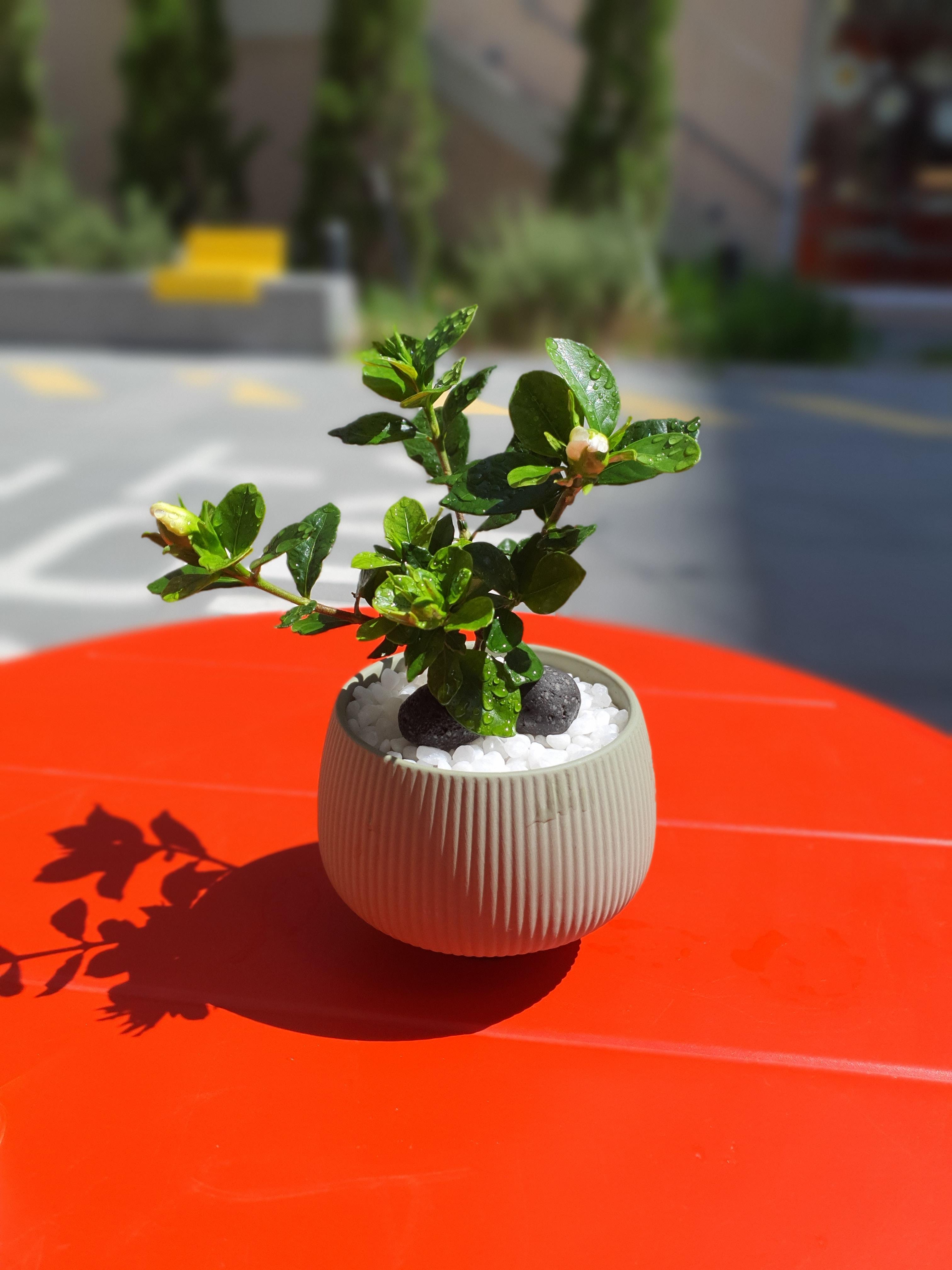 gardenia jasminoides&#44; Cape jasmine