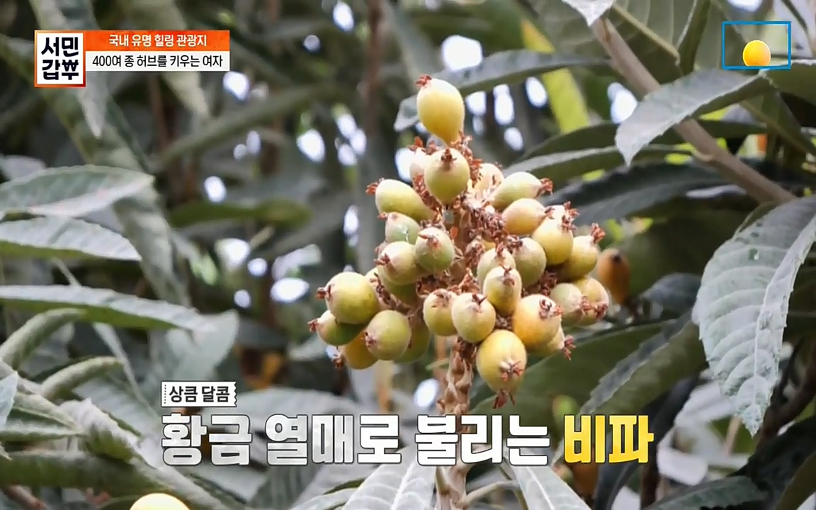 서민 갑부.E380.220424p-NEXT.mp4_20220424_182154.051.jpg