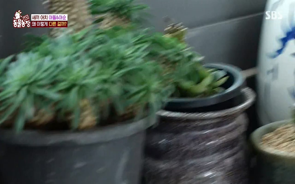 TV 동물농장.E1075.220627p-NEXT.mp4_20220626_175607.197.jpg