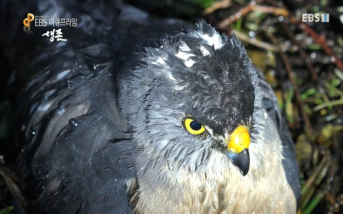 생존 3부_ EBS 다큐프라임_ 220629.avi_20220701_205956.577.jpg