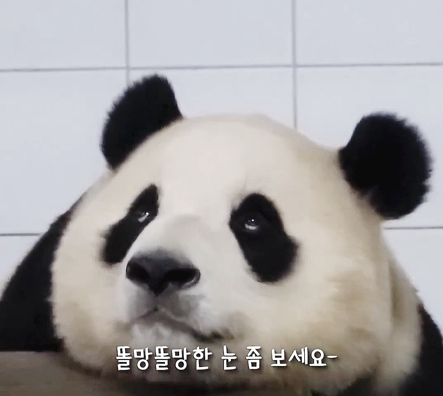  내 블로그 링크  #네이버
