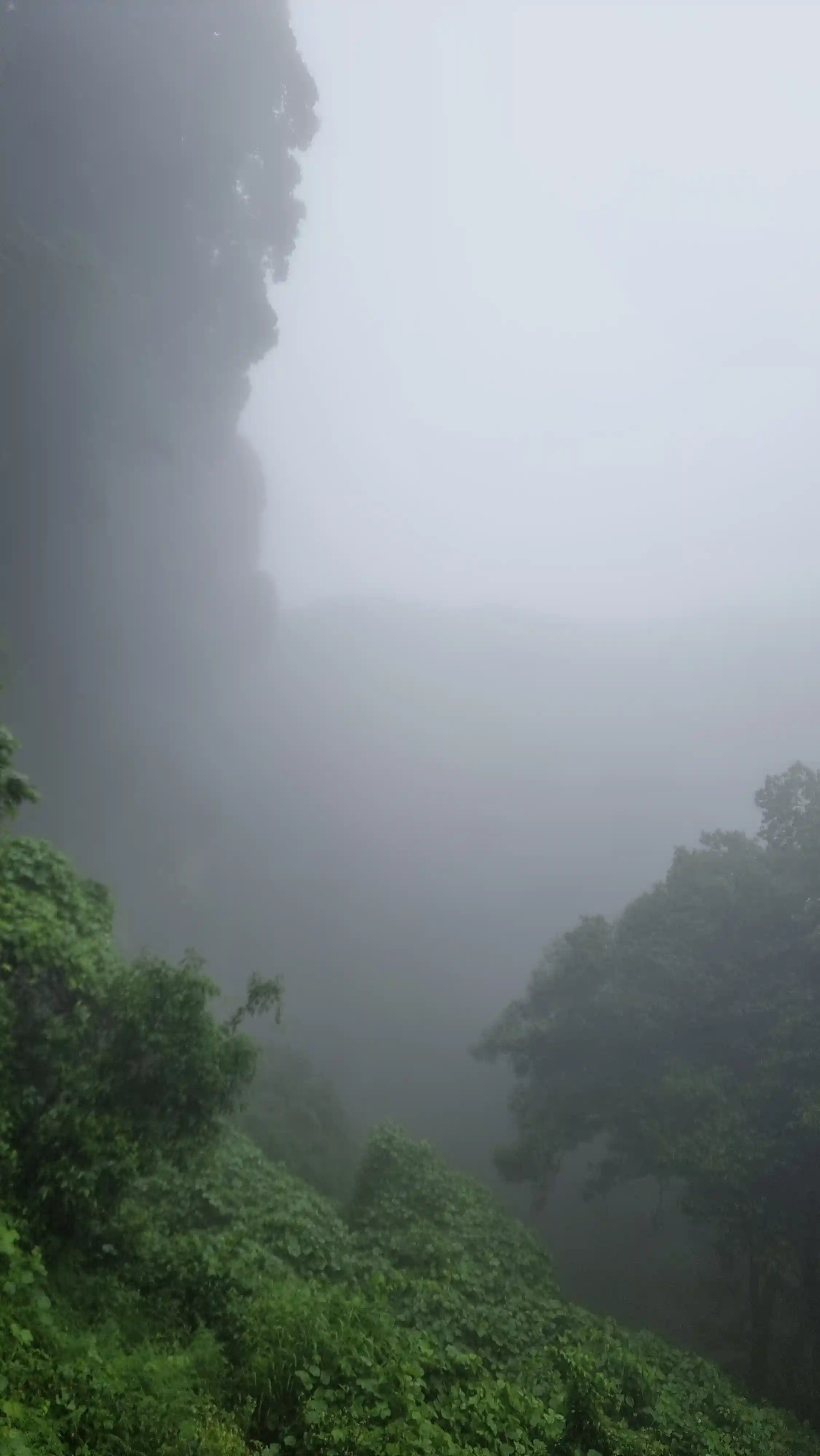 아마존 정글의 열대우림같은 느낌의 폭포 방향의 전경