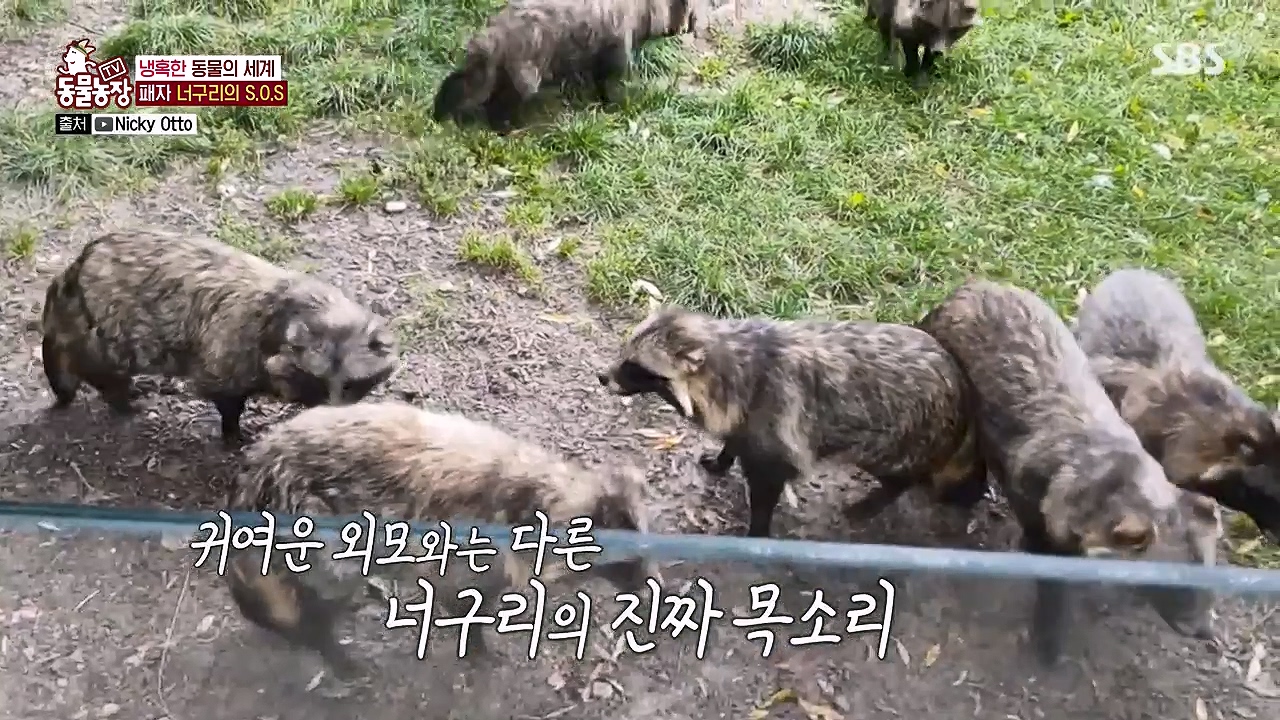 TV 동물농장.E1172.240520p-NEXT.mp4_20240519_163641.777.jpg