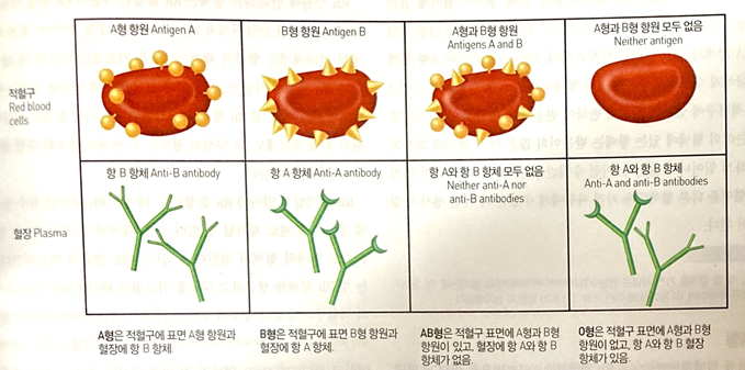 혈액형에-따른-항원과-항체