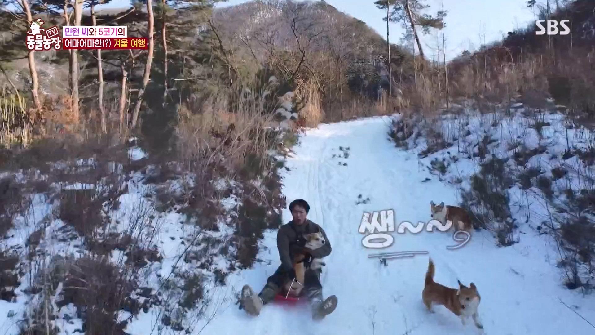 TV 동물농장.E1161.240303p-NEXT.mp4_20240303_172250.899.jpg