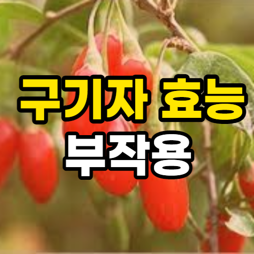  구기자 효능 10가지 및 부작용, 구기자 먹는 법