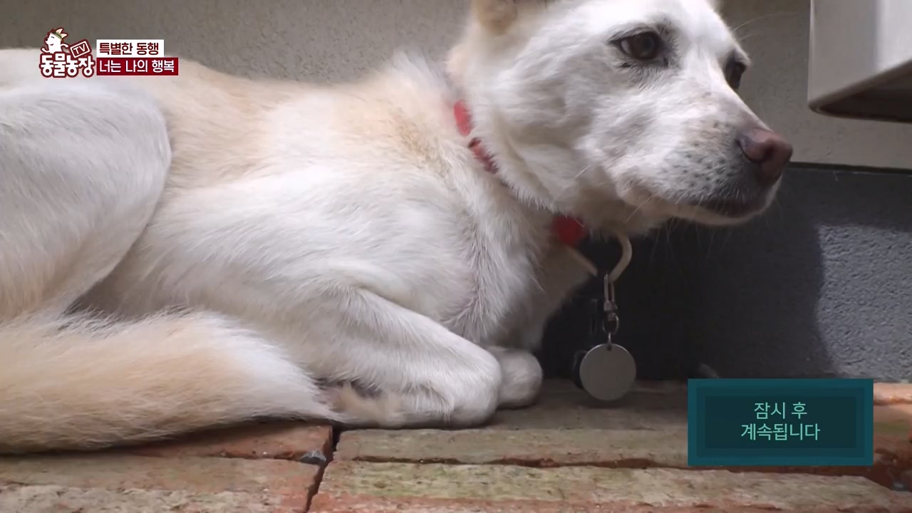 TV 동물농장.E1172.240520p-NEXT.mp4_20240519_165237.229.jpg