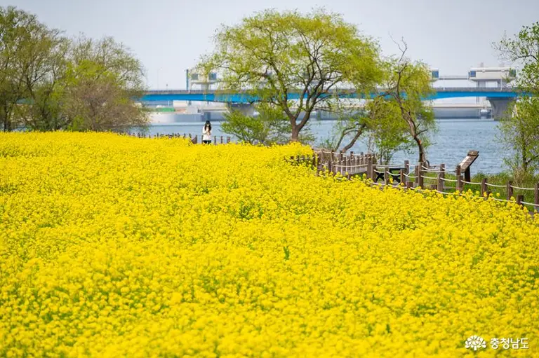당진 삽교호 유채꽃축제의 호숫가와 노란 물결 같은 유채꽃밭 사진