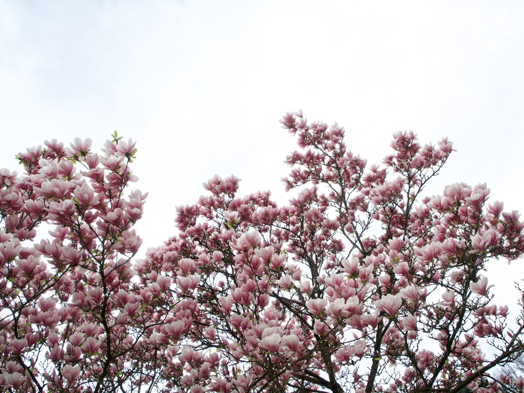 Magnolia