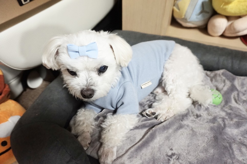 옷 쇼핑몰 강아지옷 쇼핑몰예쁜 19