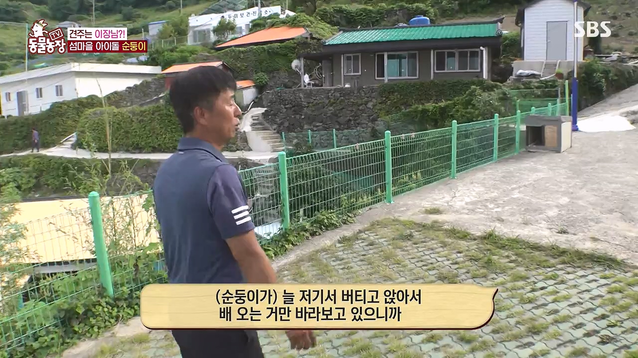 TV 동물농장.E1181.240722p-NEXT.mp4_20240721_165541.217.jpg