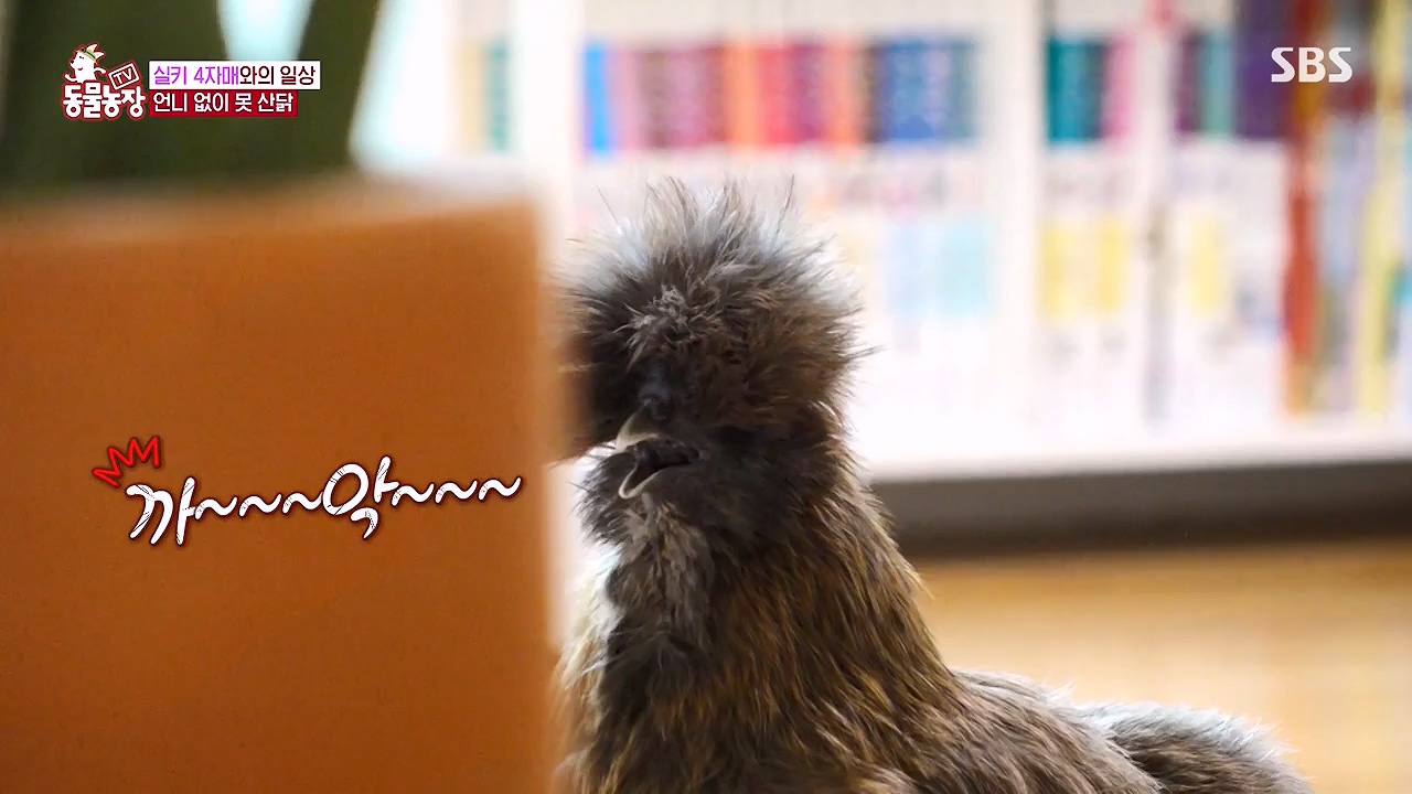 TV 동물농장.E1175.240610p-NEXT.mp4_20240609_160248.836.jpg