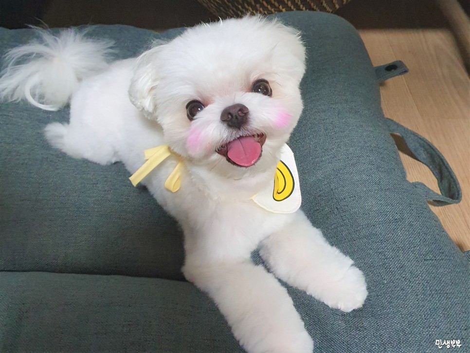 미용가위 전문샵 키스더도그 7