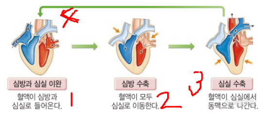 심장의 박동순서