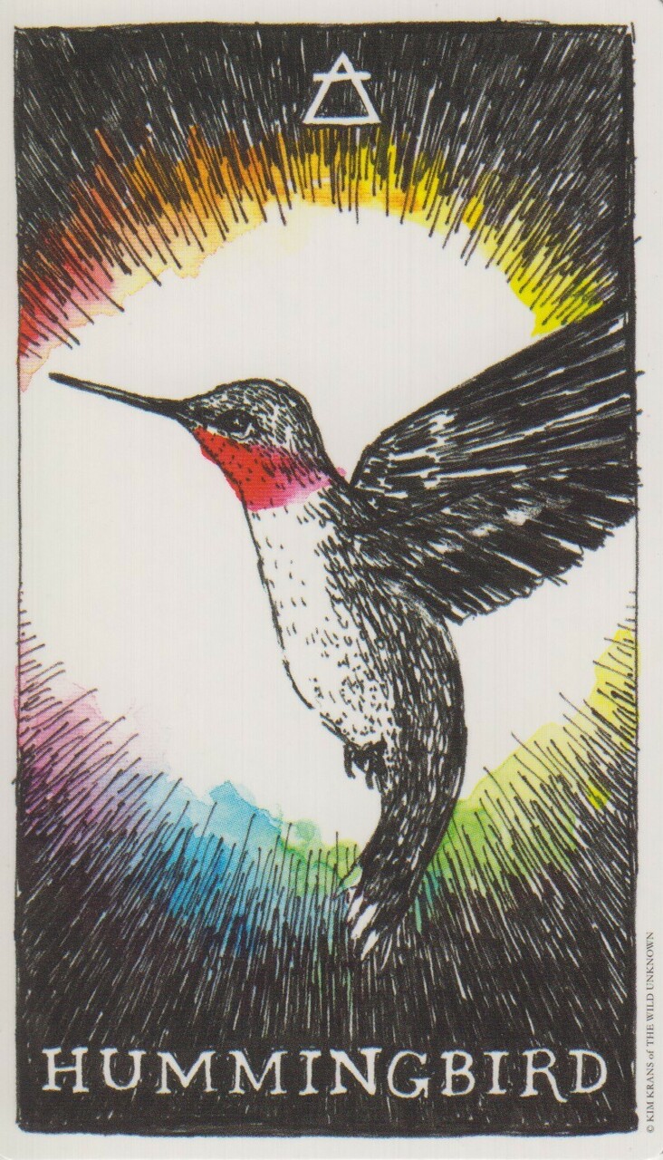  [오라클카드배우기] The wild unknown animal spirit 와일드 언노운 애니멀 스피릿 Hummingbird 벌새 해석 및 의미