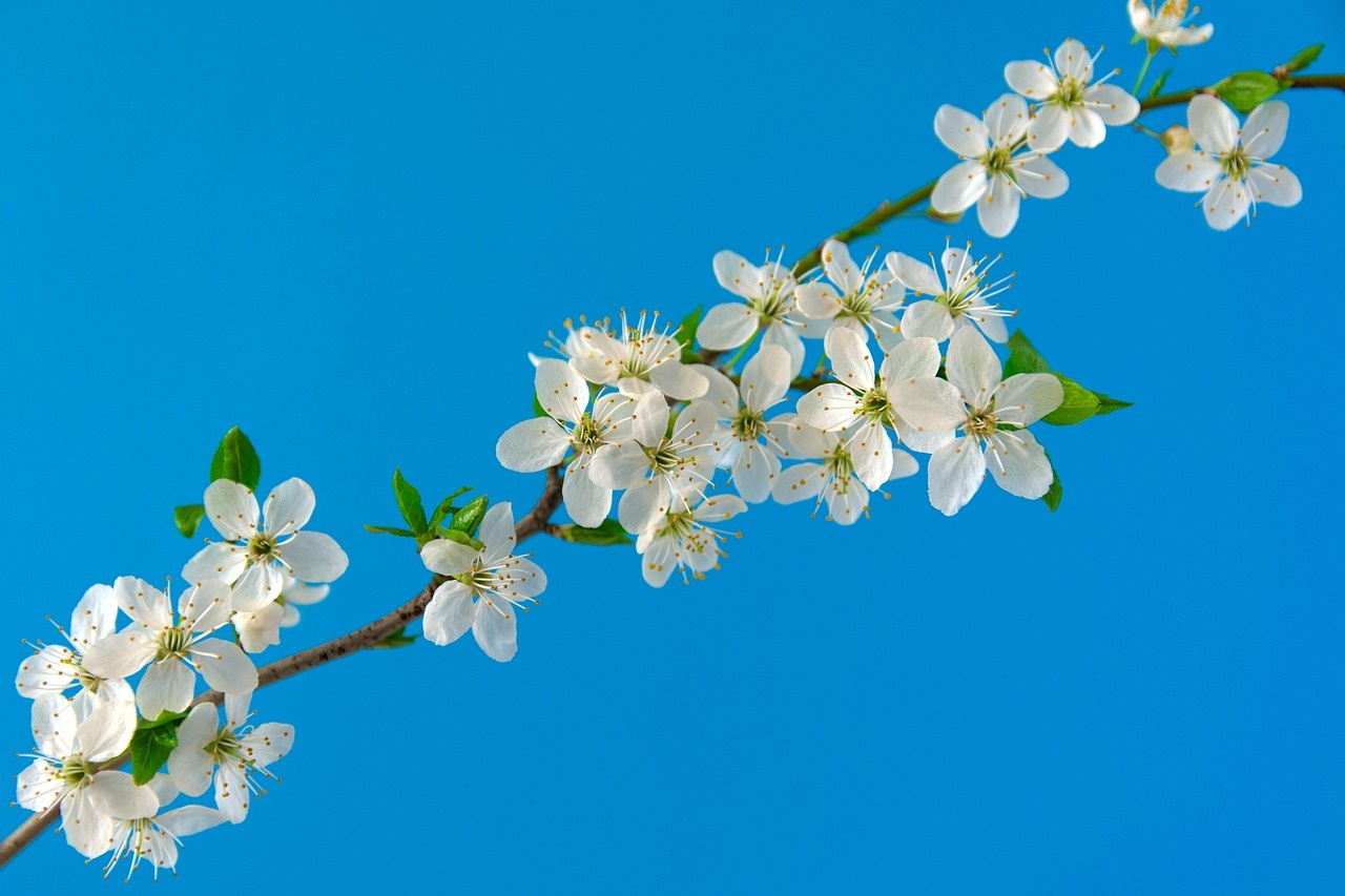 하얀 벚꽃이 피어있는 사진