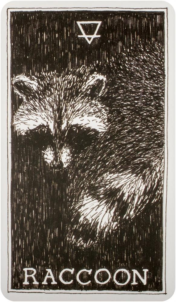  [오라클카드배우기/와일드언노운애니멀스피릿]The Wild Unknown Animal Spirit Racoon 너구리 해석 및 의미