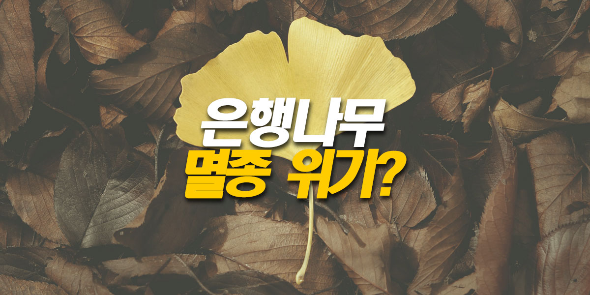 은행나무-멸종위기종