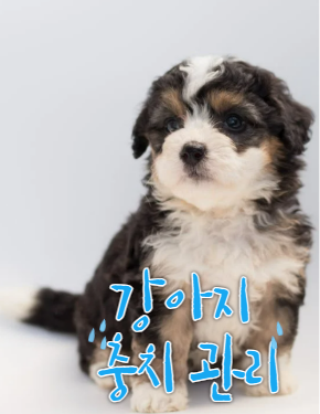 강아치 충치관리
